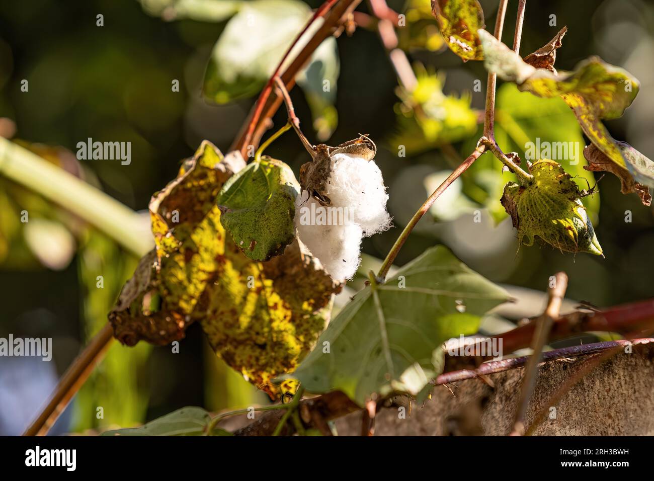 close up of cotton plant of the Genus Gossypium Stock Photo