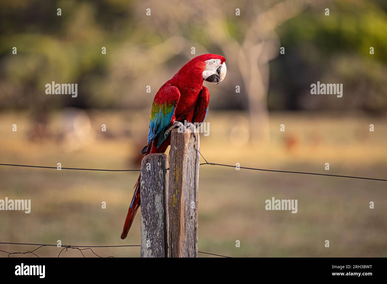 Adult Red and green Macaw of the species Ara chloropterus Stock Photo