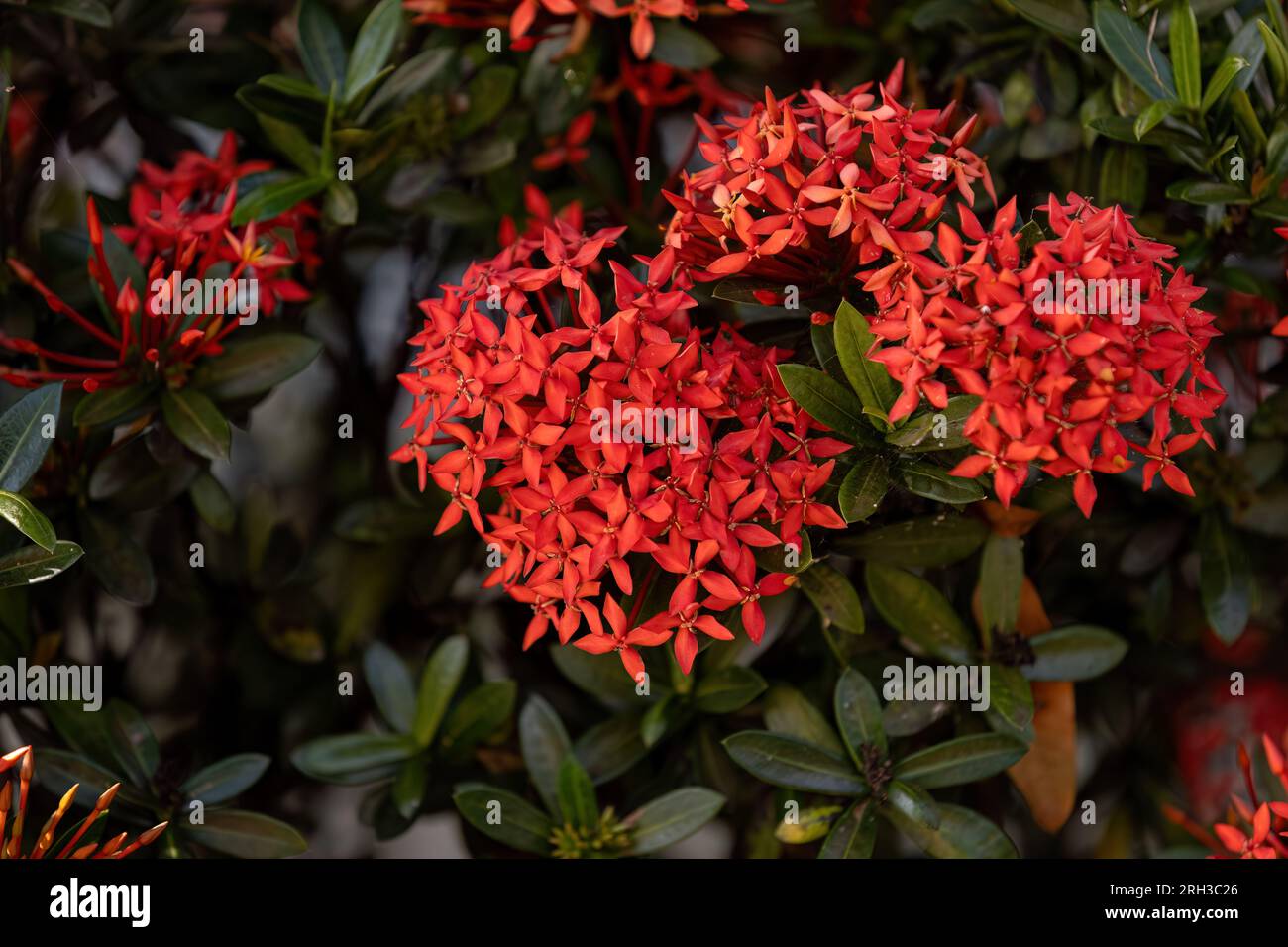 Red Jungle Flame Plant Flower of the genus Ixora Stock Photo