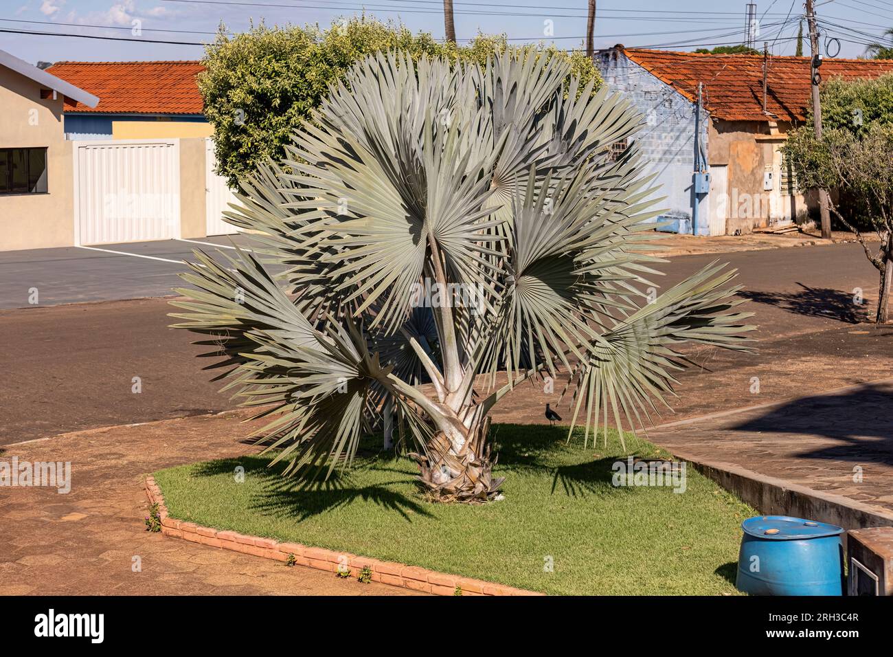 Bismarck Palm Tree of the species Bismarckia nobilis Stock Photo Alamy