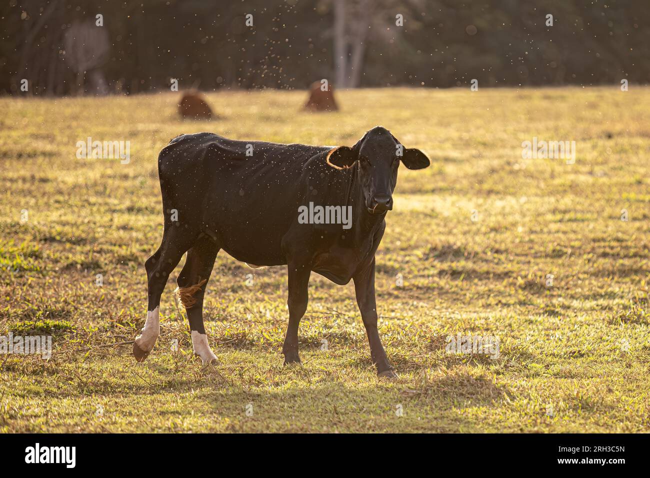 close up of cow farm animals with many insects flying around Stock ...