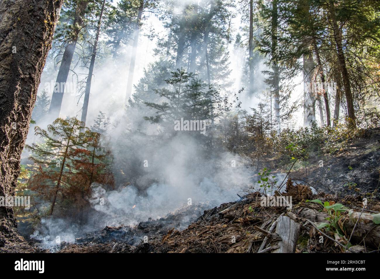 Smoke and haze fill the air in Stanislaus National Forest in the Sierra Nevada of California as a low intensity fire burns through the underbrush. Stock Photo