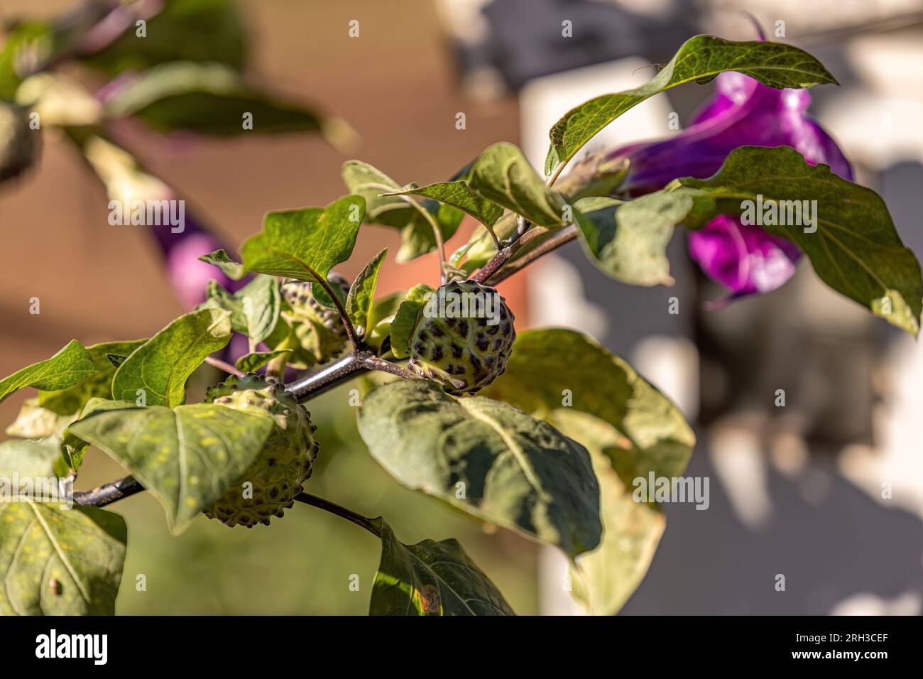 Metel Devil Trumpet Fruit Plant of the species Datura metel Stock Photo