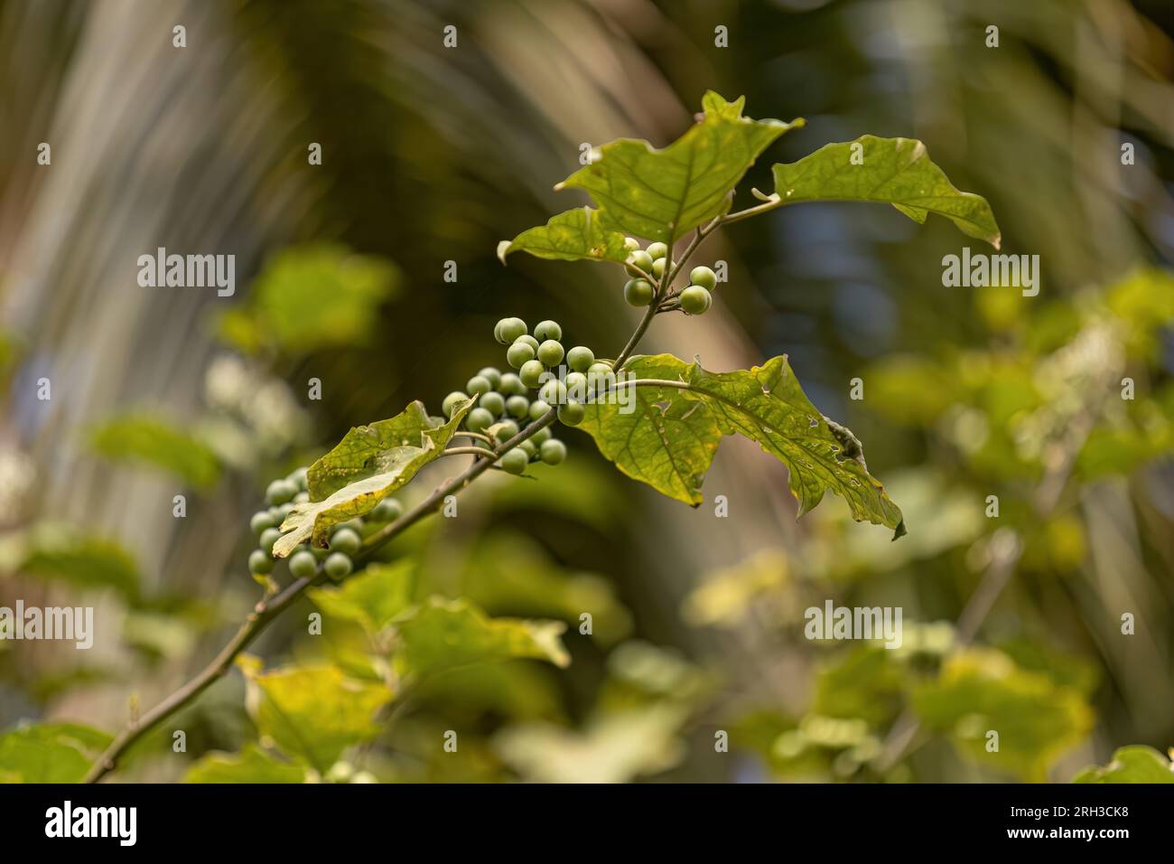 flowering plant of the species Solanum torvum commonly known as jurubeba a nightshade common in almost all of Brazil Stock Photo