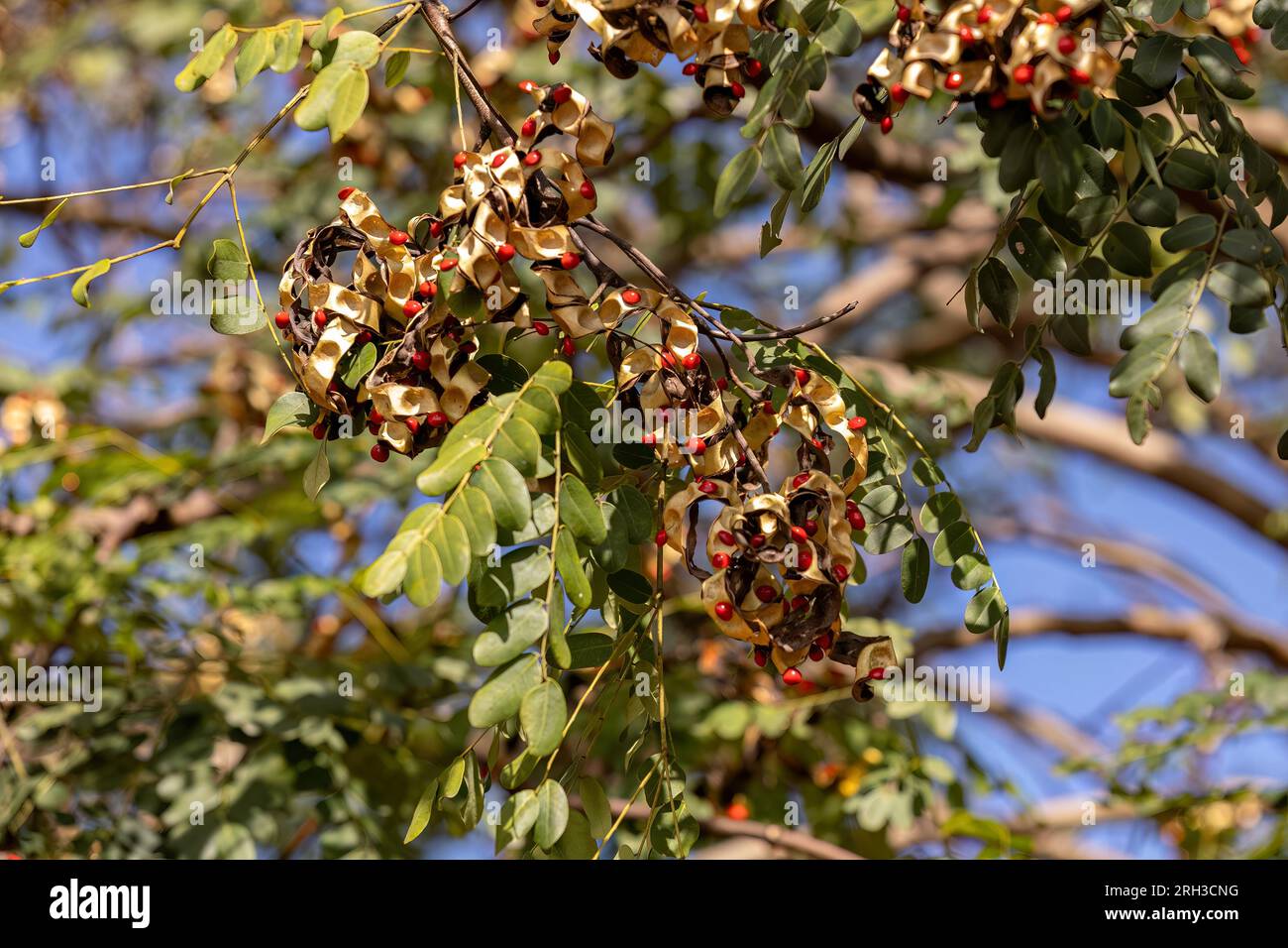 Saga Tree Seeds of the species Adenanthera pavonina Stock Photo