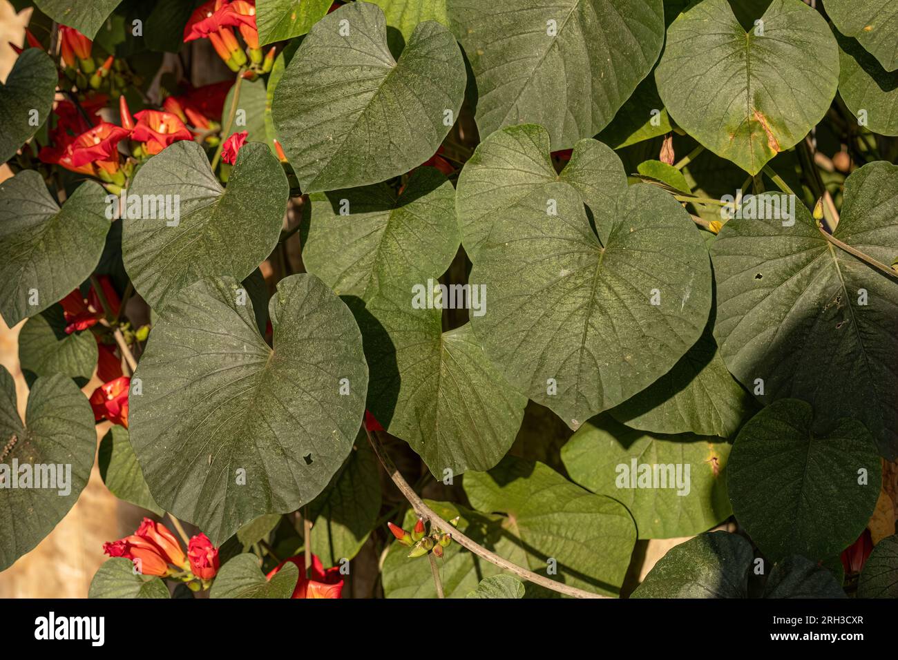 Flowering Angiosperm Plant of the species Stictocardia macalusoi Stock Photo