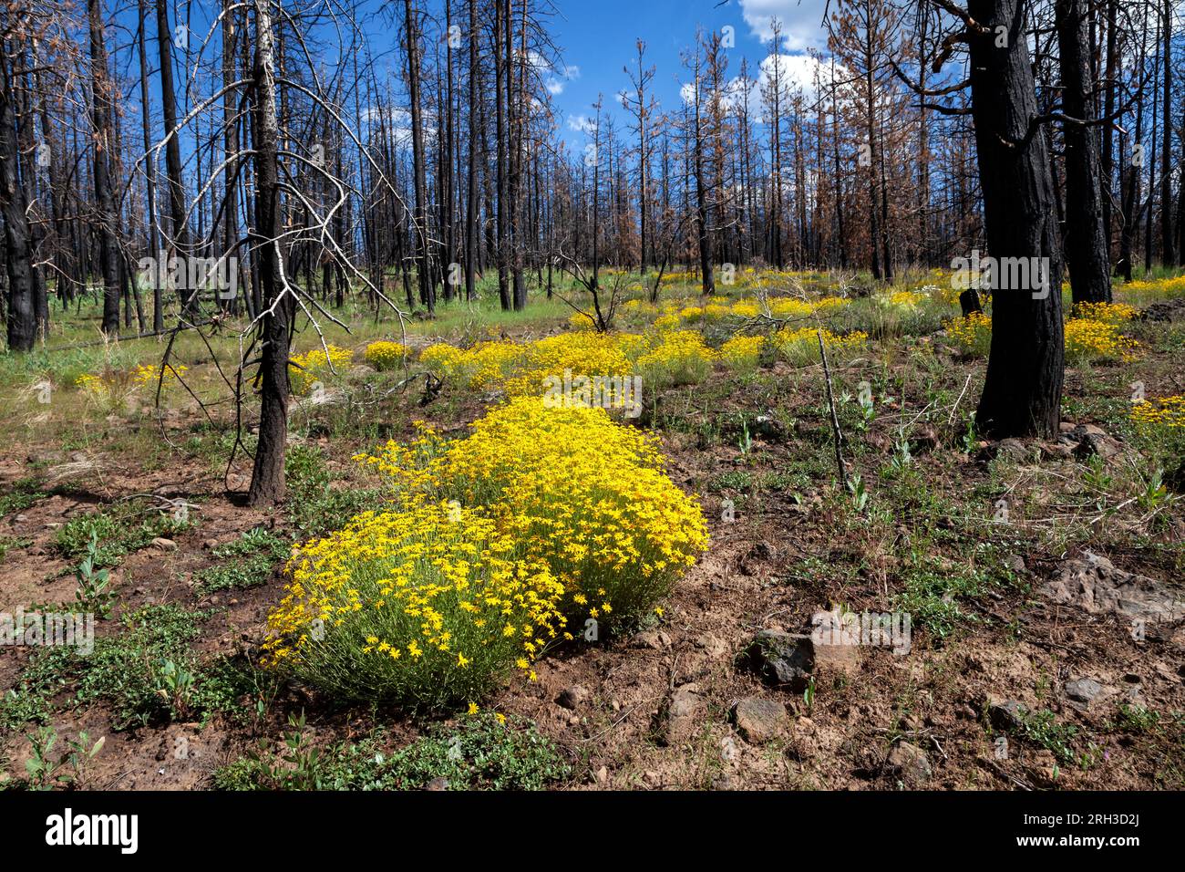 California goldfields bloom among trees burnt by the 2021 Tenant Fire in Northern California's Shasta Trinity National Forest Stock Photo