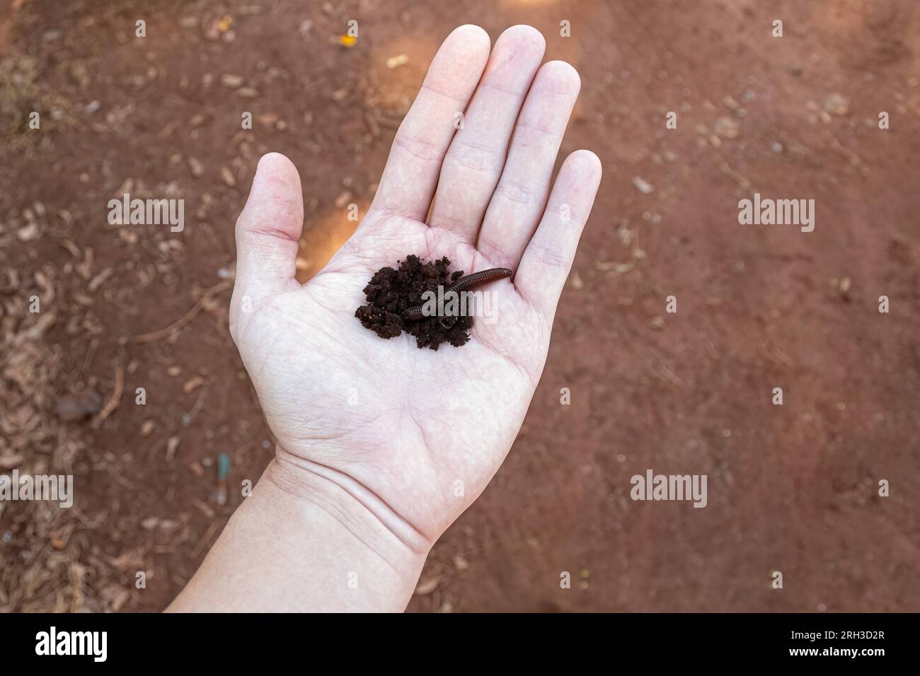closeup of open clean white hand with dirt and earthworm Stock Photo