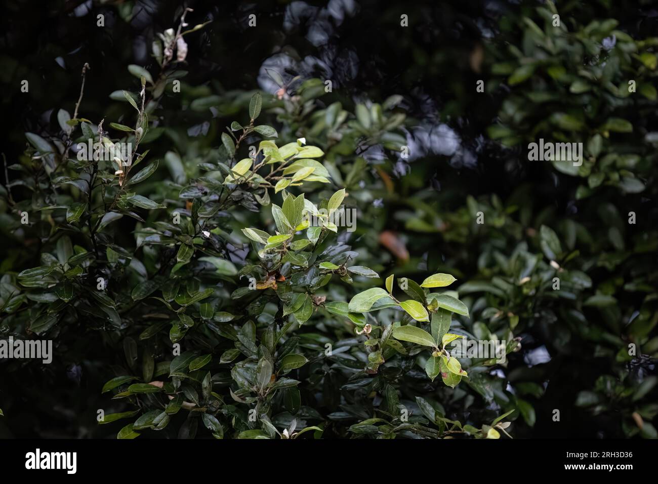 Foliage of the South American plant called oiti of the species Licania tomentosa Stock Photo