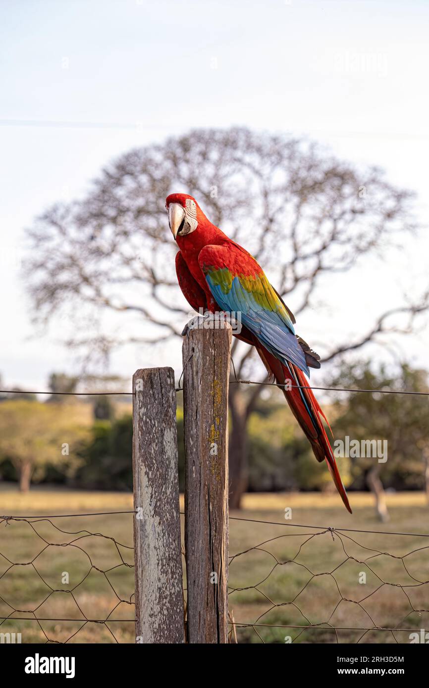 Adult Red and green Macaw of the species Ara chloropterus Stock Photo