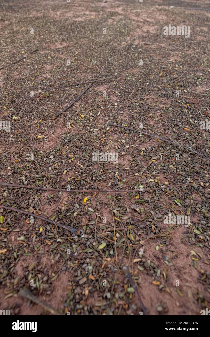 earthen floor background with several small fallen dry leaves Stock Photo