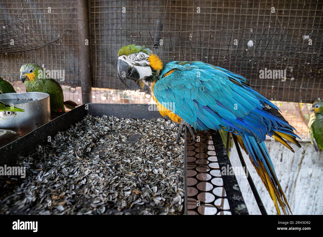 Image showcasing Adult Blue-and-yellow Macaw of the species Ara ararauna rescued ...