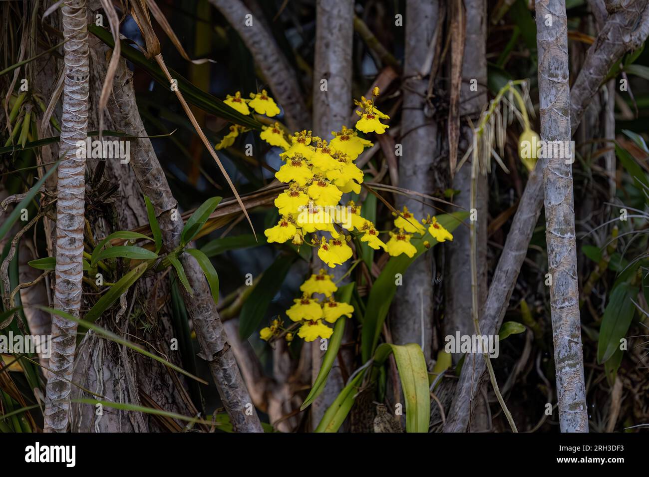 Small Yellow Orchid Flowers of the species Gomesa varicosa Stock Photo