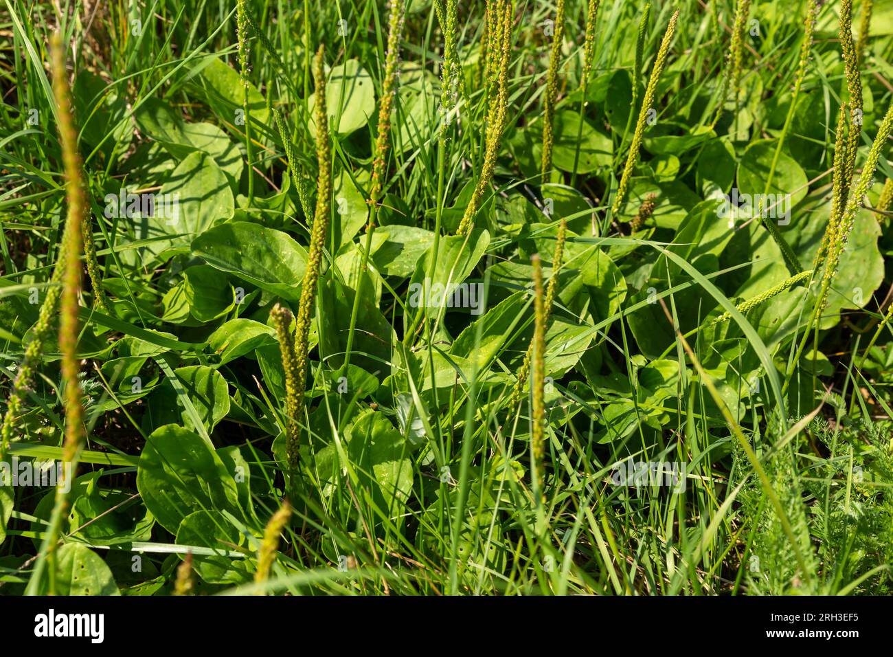 Fresh green leaves of plantain. Broadleaf plantain plant, Plantago major. Meadow grass with green leaves and flowers close-up. Stock Photo