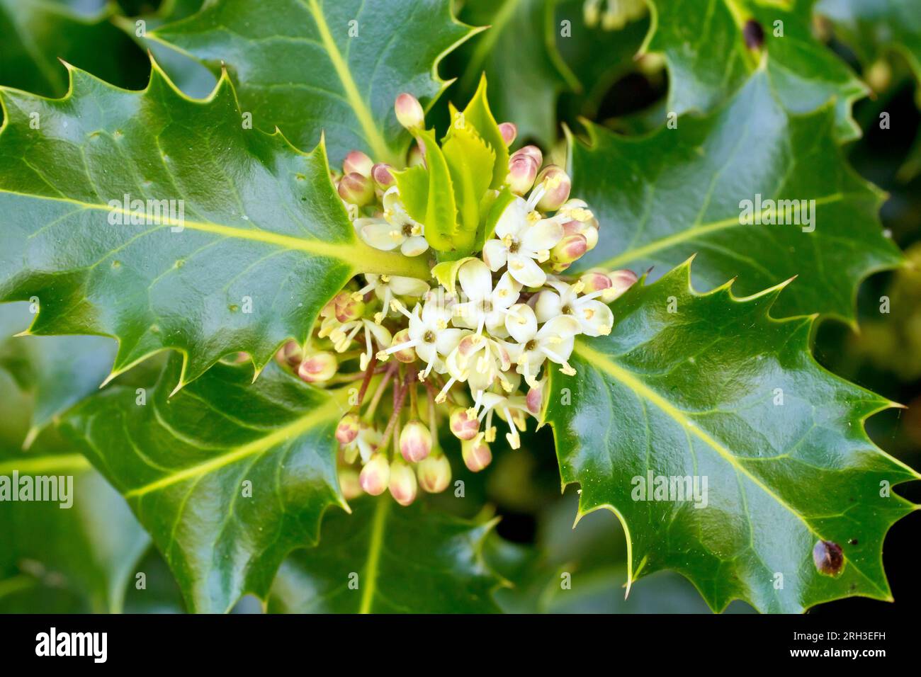 Holly (ilex aquifolium), close up showing a cluster of white male flowers growing at the end of a branch surrounded by the spiny leaves. Stock Photo