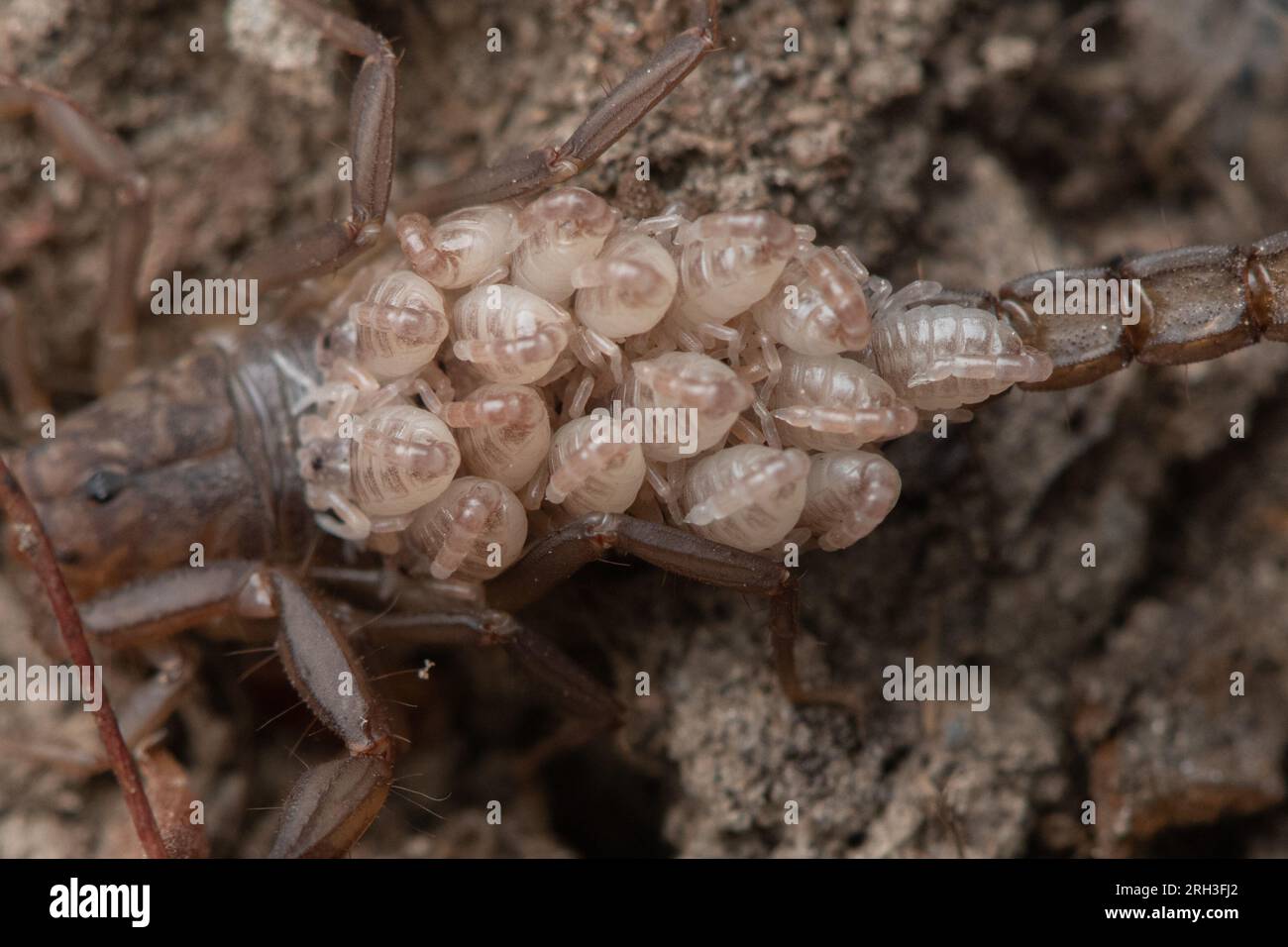 Sawfinger Scorpion, Serradigitus gertschi, carrying her offspring on her back, the babies cling to their mother. Stock Photo