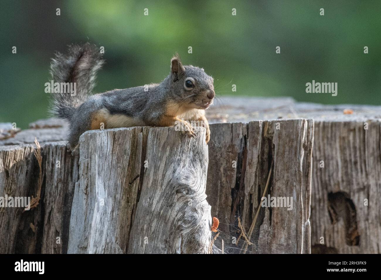 Douglas squirrel (Tamiasciurus douglasii) laying on a stump in