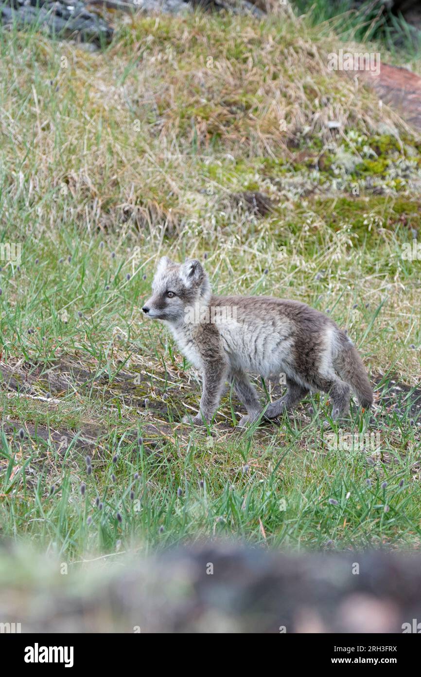 Sermermiut trail hires stock photography and images Alamy