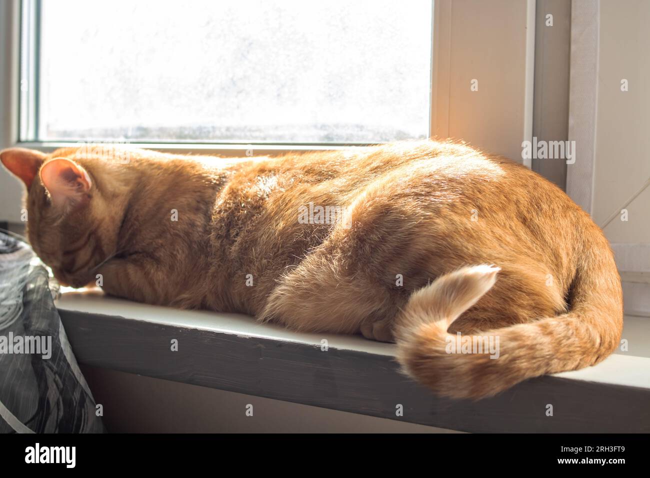 Ginger cat sleeping on windowsill in the sun close up Stock Photo - Alamy