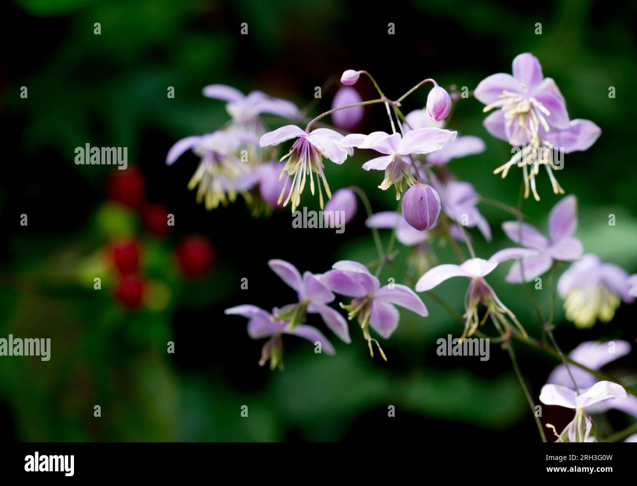Thalictrum delavayi, Chinese meadow-rue, is a species of flowering plant in the family Ranunculaceae native to China, with lilac flowers. Stock Photo
