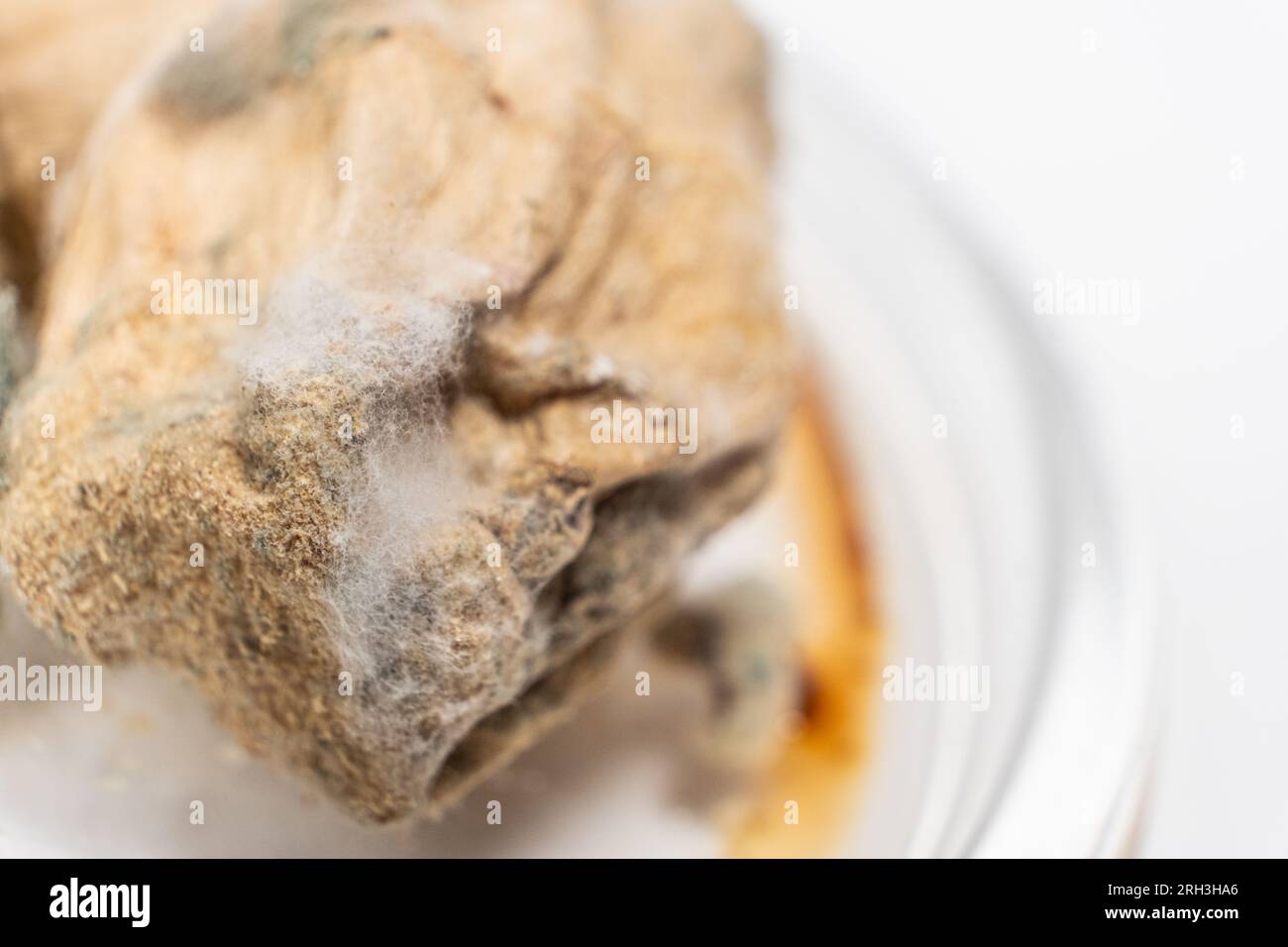Mold on food macro on a white background. The danger of mold, stale products. Stock Photo