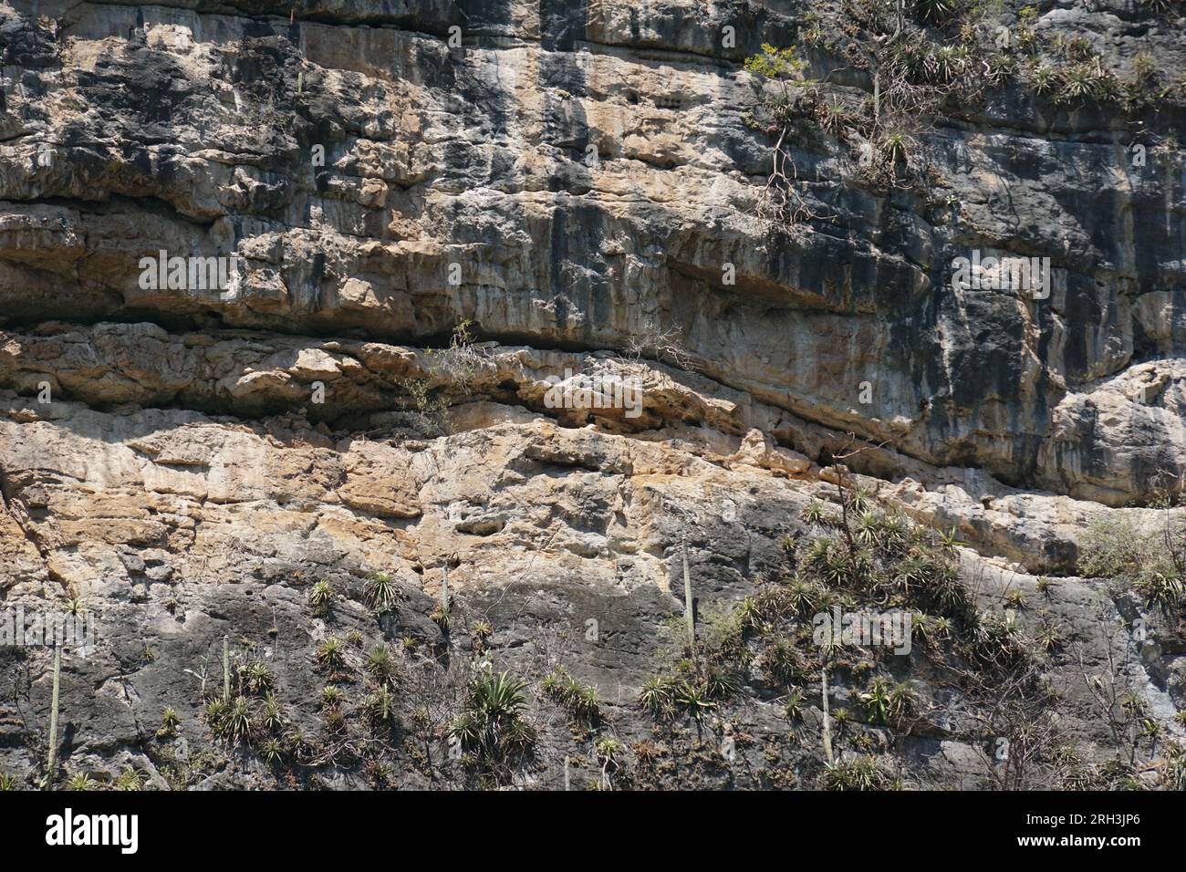 limestone, vegetation, sumidero canyon at chiapas, mexico Stock Photo