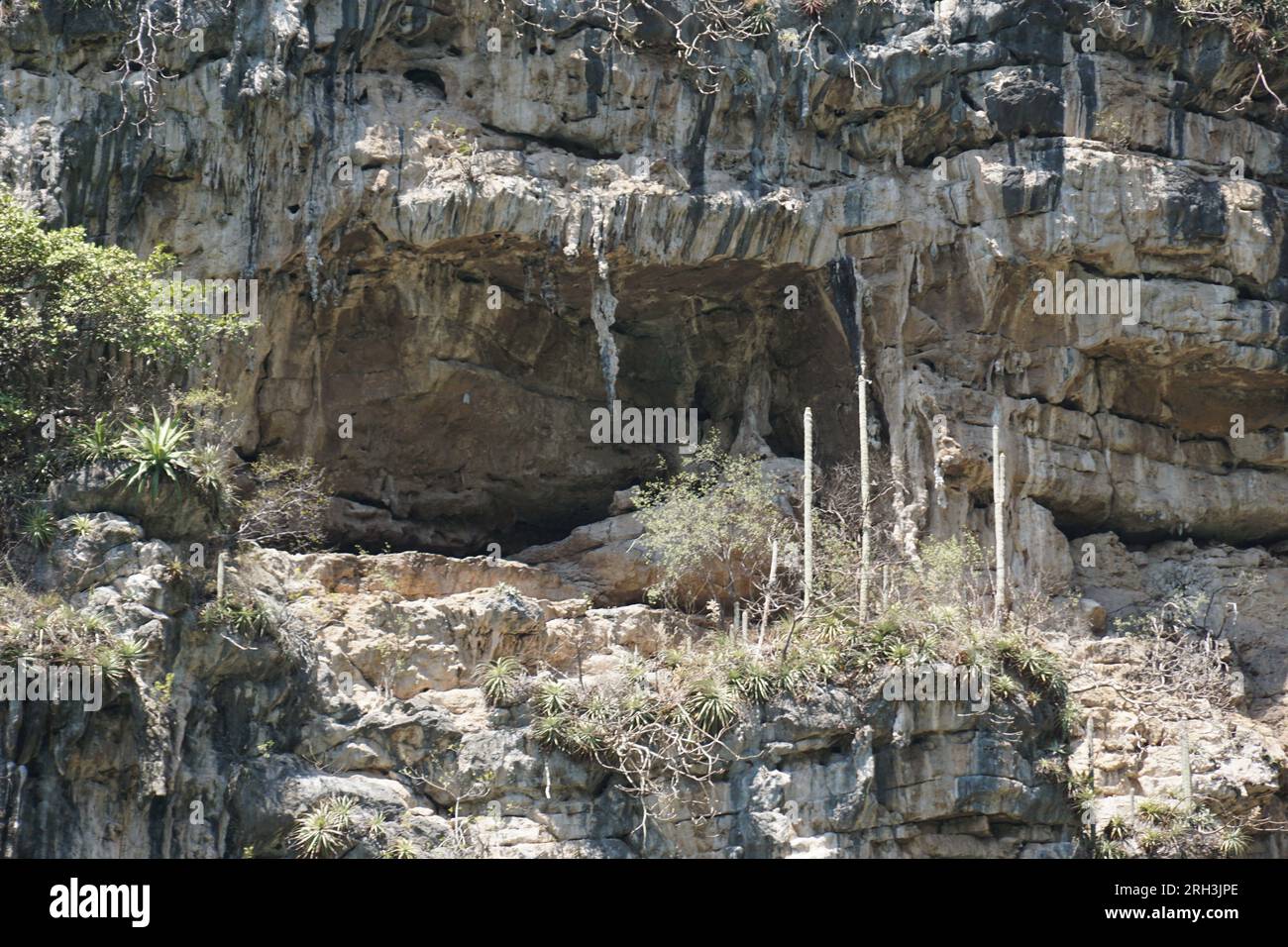 Seahorse, limestone formation, vegetation, trees, sumidero canyon. at chiapas, mexico Stock Photo