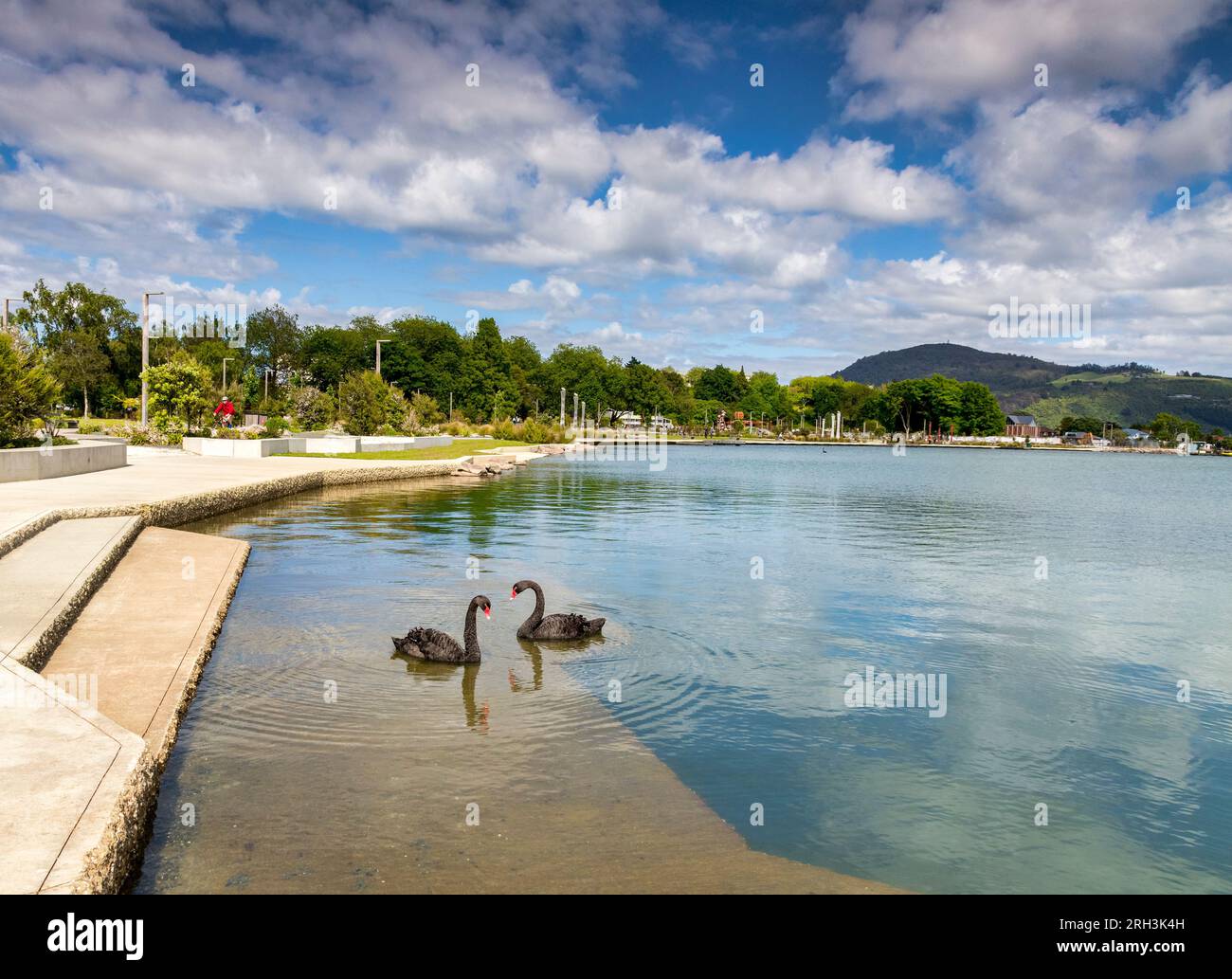 3 December 2022: Rotorua, Bay of Planty, New Zealand - Two black swans on Lake Rotorua, and the Lakefront Reserve, a new $40 million dollar attraction Stock Photo