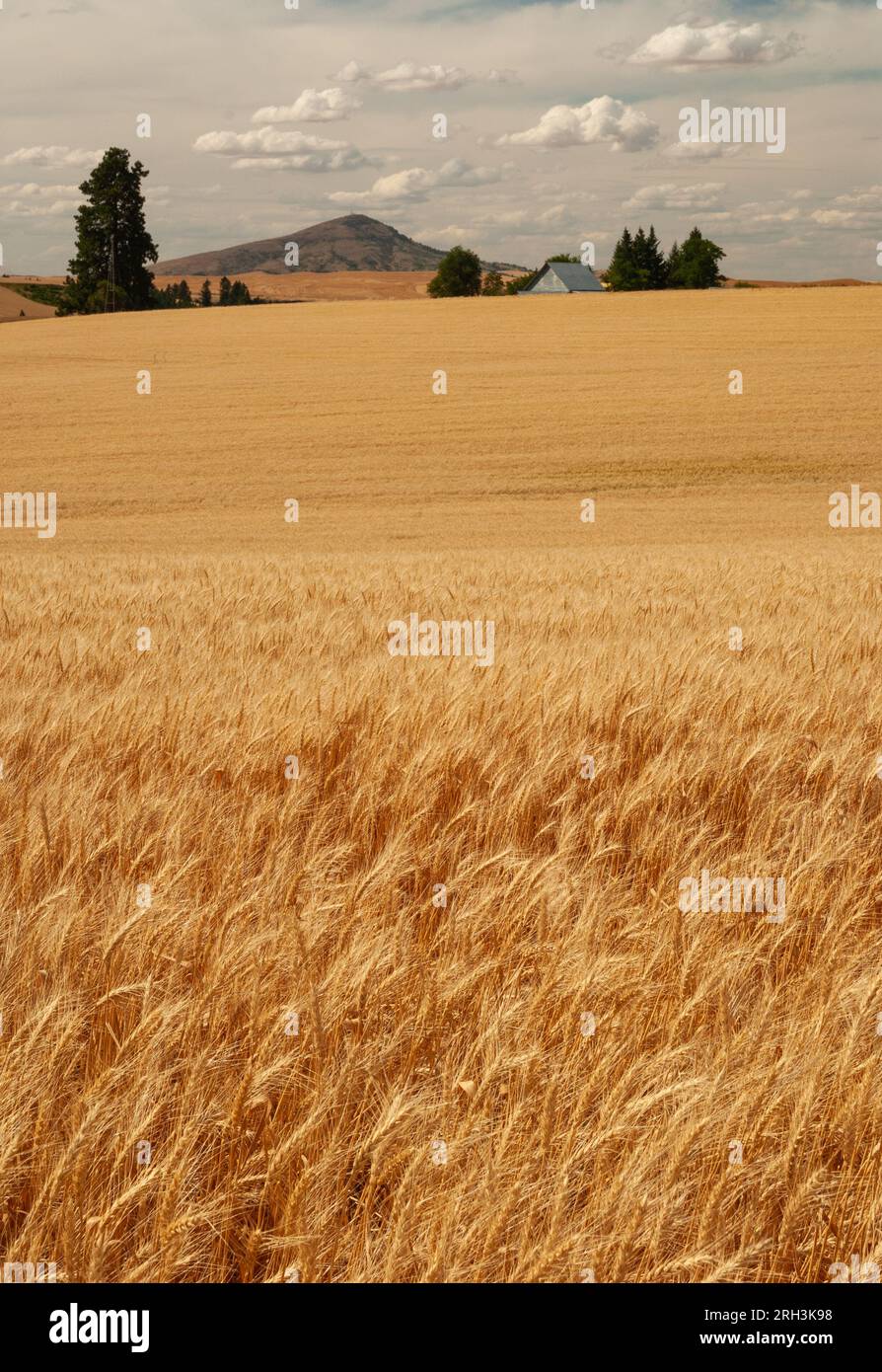Wheat fields, hills and distant mountains, Whitman County, Washington, USA Stock Photo