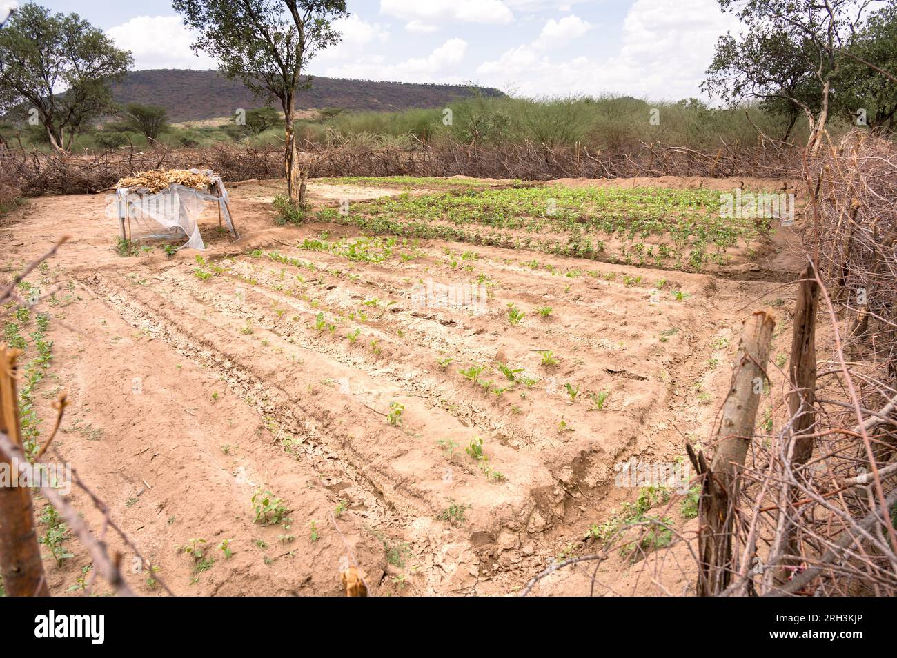 A small patch of farmland growing vegetables surrounded by acacia fencing, watered by water from nearby bore hole, Baringo county, Kenya Stock Photo