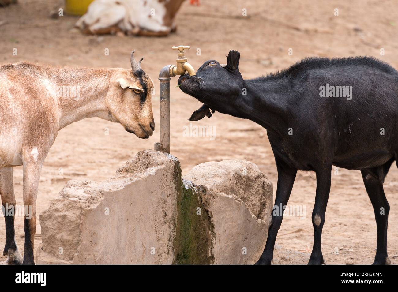 Sheep drink from a leaking water tap, with water sourced from nearby bore hole, Kenya Stock Photo