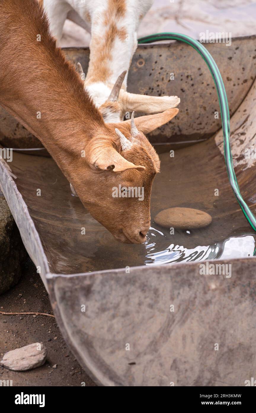 Sheep drink from a water container, with water sourced from nearby bore hole, Kenya Stock Photo