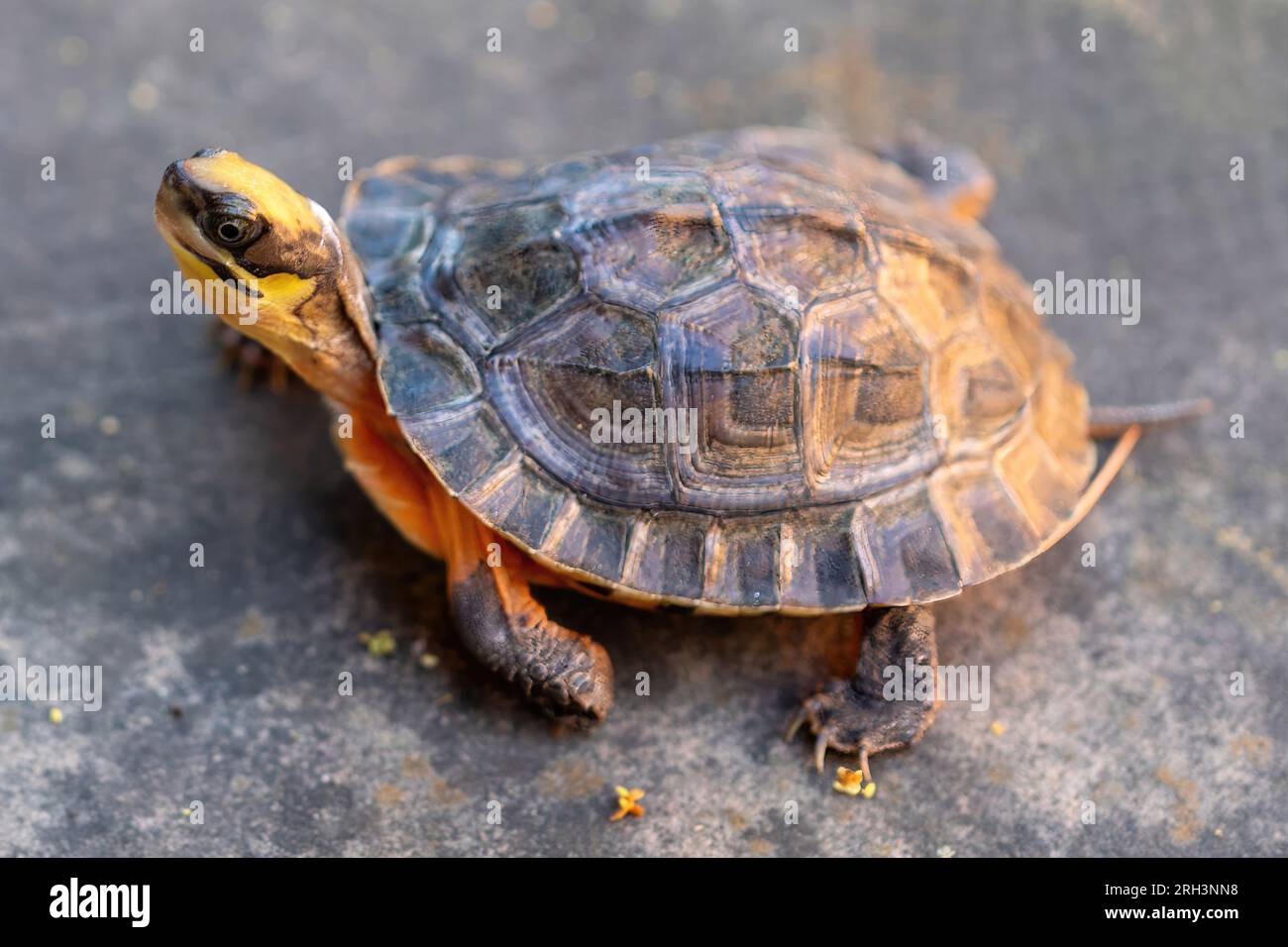 The Golden Coin Turtle a.k.a. Chinese Three-striped box turtle. Stock Photo