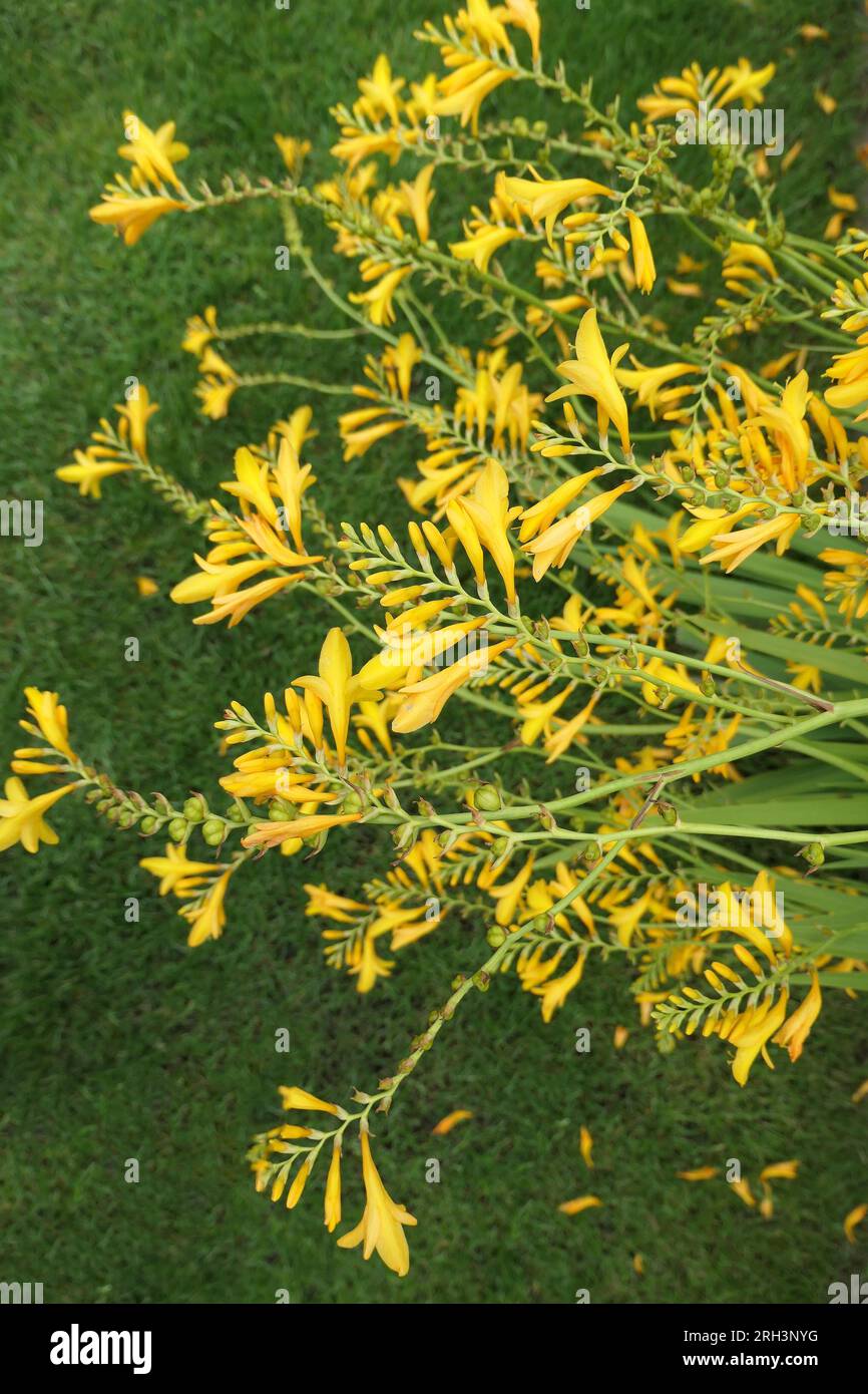 Closeup of the yellow summer flowering herbaceous perennial garden plant Crocosmia Suzanna or Montbretia. Stock Photo
