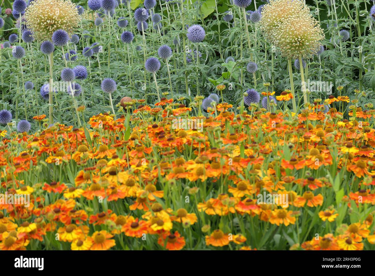 Closeup of the round shaped blue summer flowering herbaceous garden plant echinops bannaticus taplow blue or globe thistle. Stock Photo