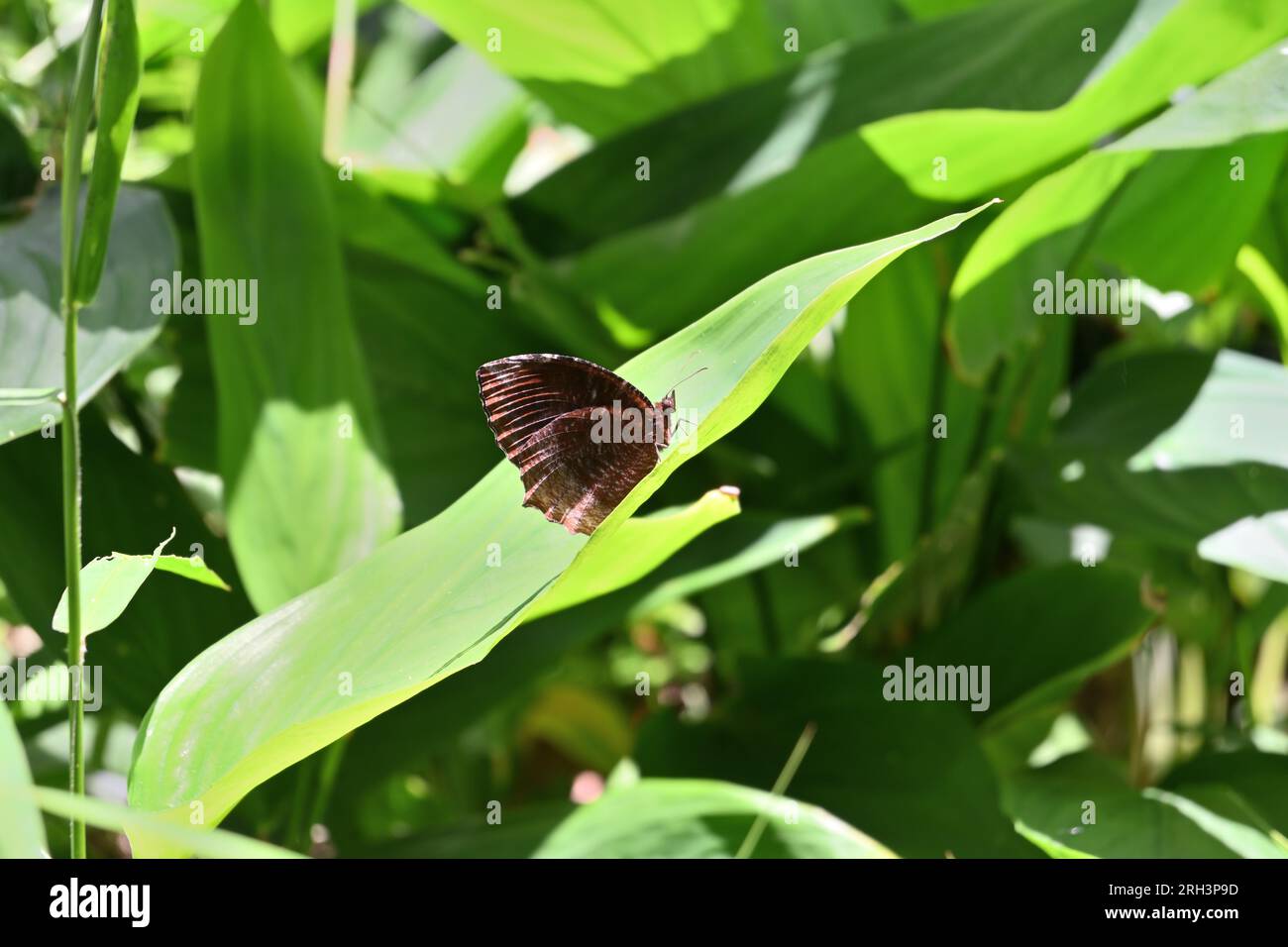 Side view of a brown colored butterfly known as the Common Palmfly is sitting on top of a large leaf of an Arrowroot leaf in direct sunlight Stock Photo
