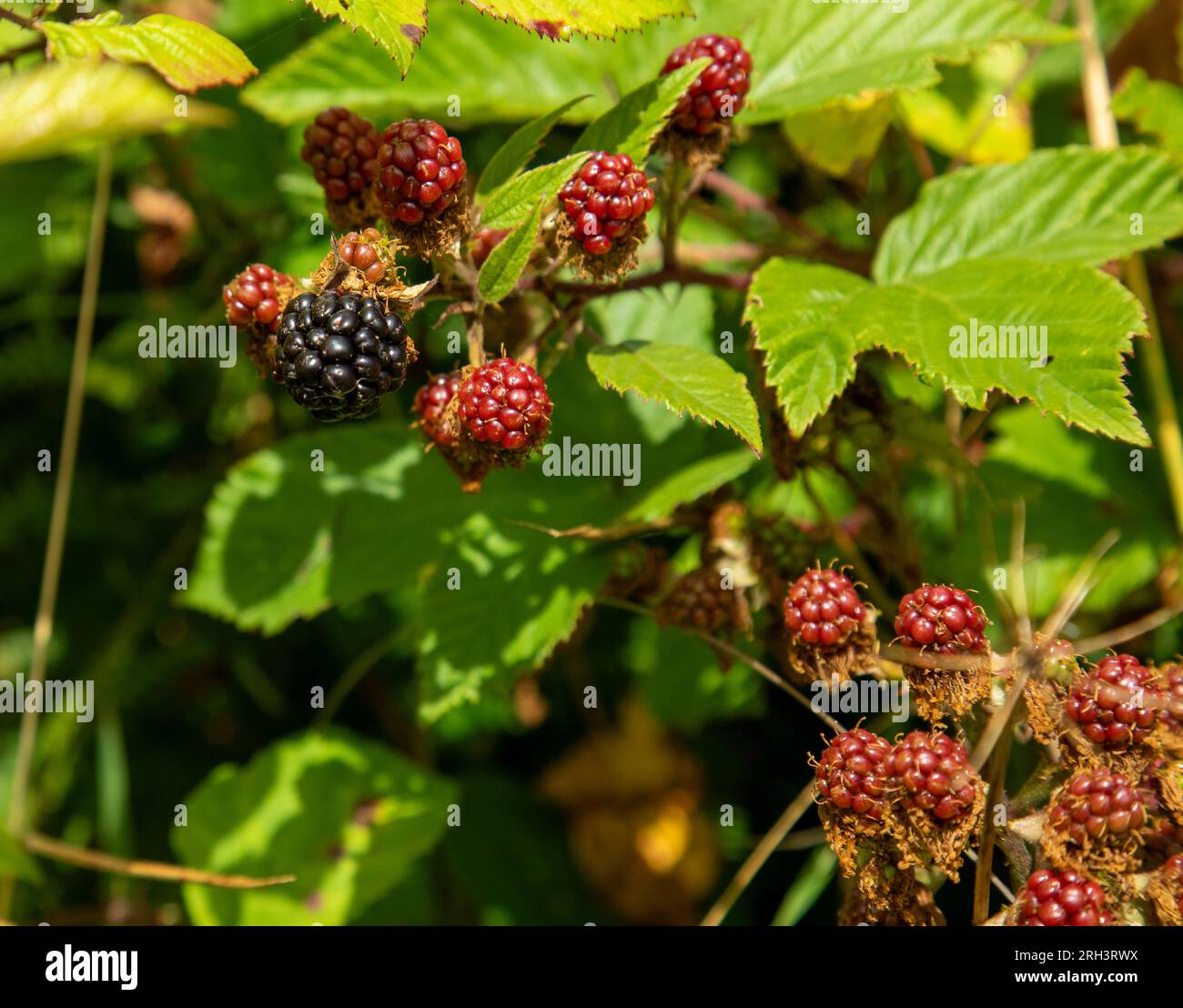 Brambles, wild berries, growing in the countryside, ripe ready to be picked and eaten.  Lovely fresh fruit to eat Stock Photo