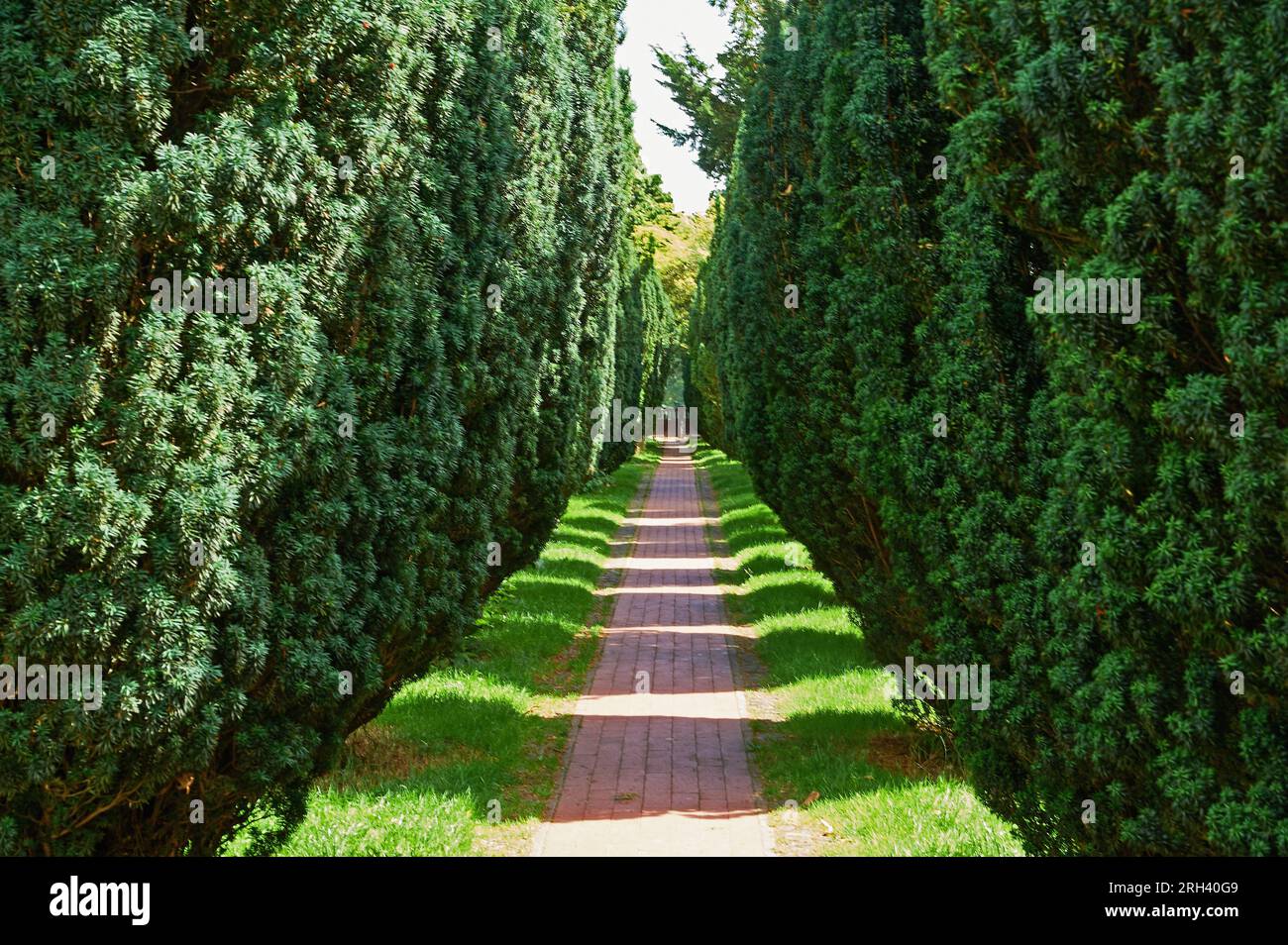 Pathway through yew tree hedge in the churchyard of St Peter and St Paul, Shoreham, Kent Stock Photo