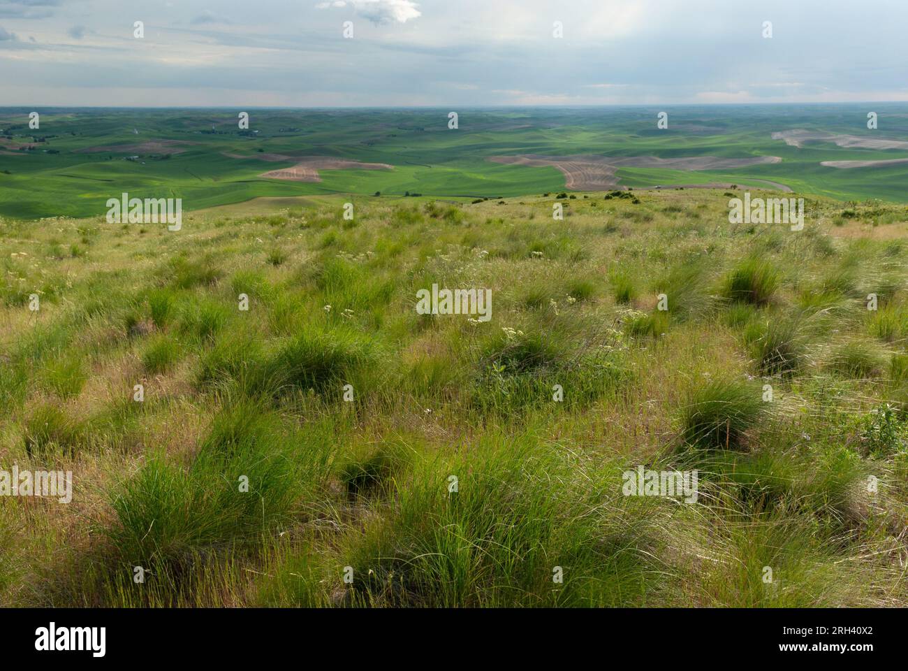 Prairie grass and rolling hills. Steptoe Butte State Park, Washington, USA Stock Photo