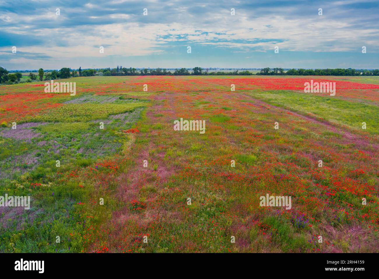 Countryside. Summer day. Drone. Top view of a field with wild red poppies Stock Photo