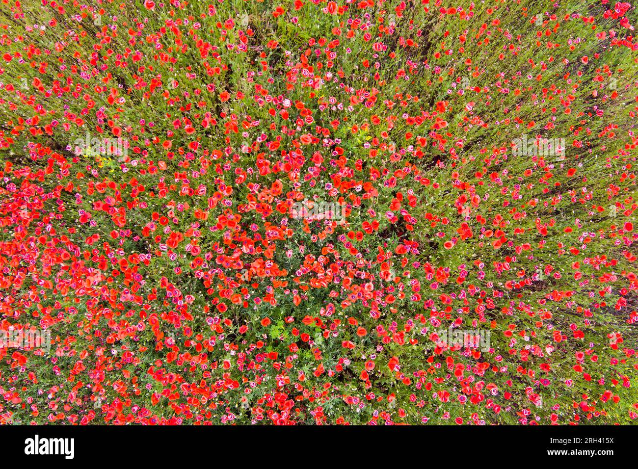 Countryside. Summer day. Drone. Top view of a field with wild red poppies Stock Photo
