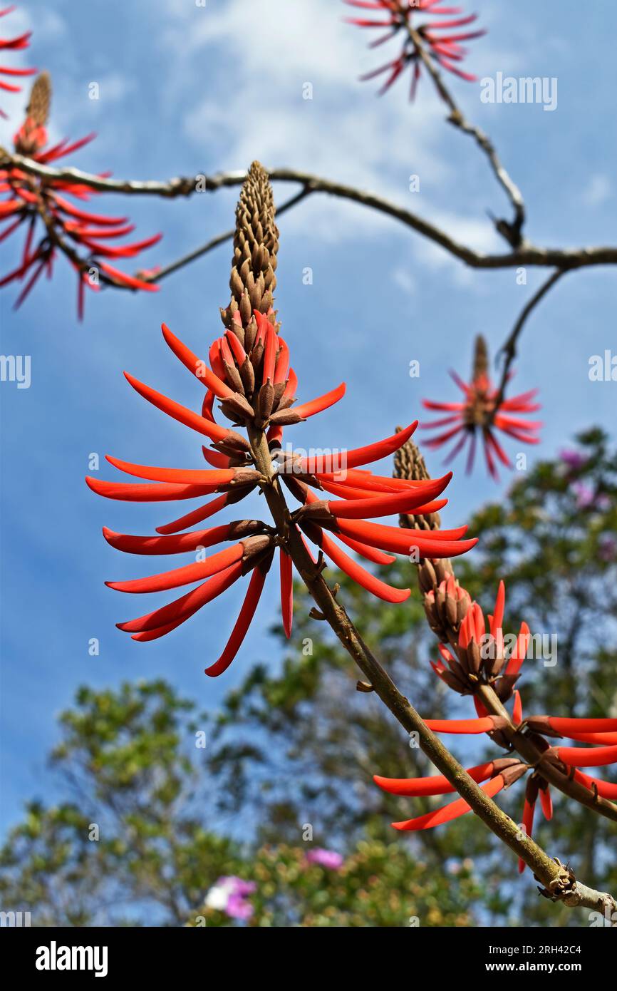 Red flowers on tree (Erythrina speciosa) Stock Photo