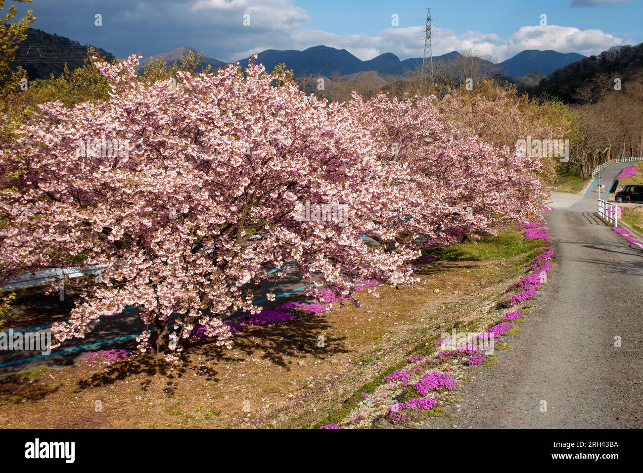 Cherry blossoms and shibazakura (Moss Phlox) at Tachiya River Park, Yamagata, Japan Stock Photo