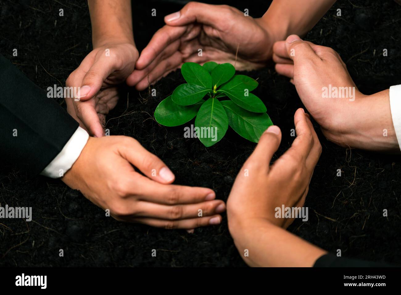 Ecofriendly investment on reforestation by group of business people