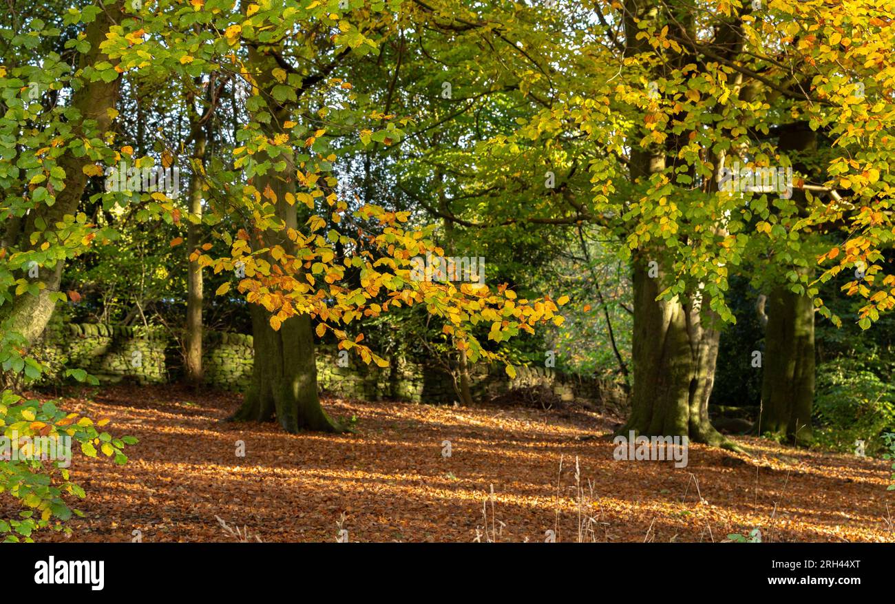 Deciduous trees in woodland on Shipley Glen, Baildon, Yorkshire. The golden colours of autumn (fall) are seen, leaf fall has formed a golden carpet. Stock Photo