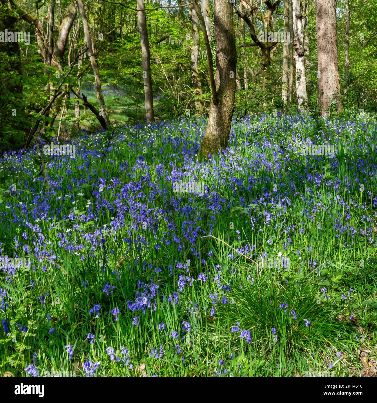 English bluebells (Hyacinthoides non-scripta) in woodland in Baildon, Yorkshire. Stock Photo