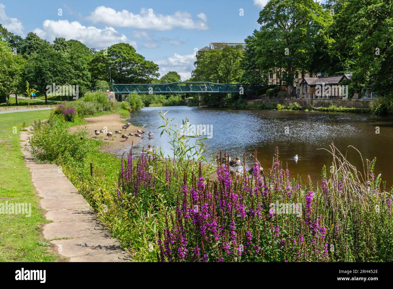 The River Aire at Saltaire, Yorkshire. The river runs between Roberts Park and the historical village of Saltaire (a UNESCO World Heritage Site). Stock Photo
