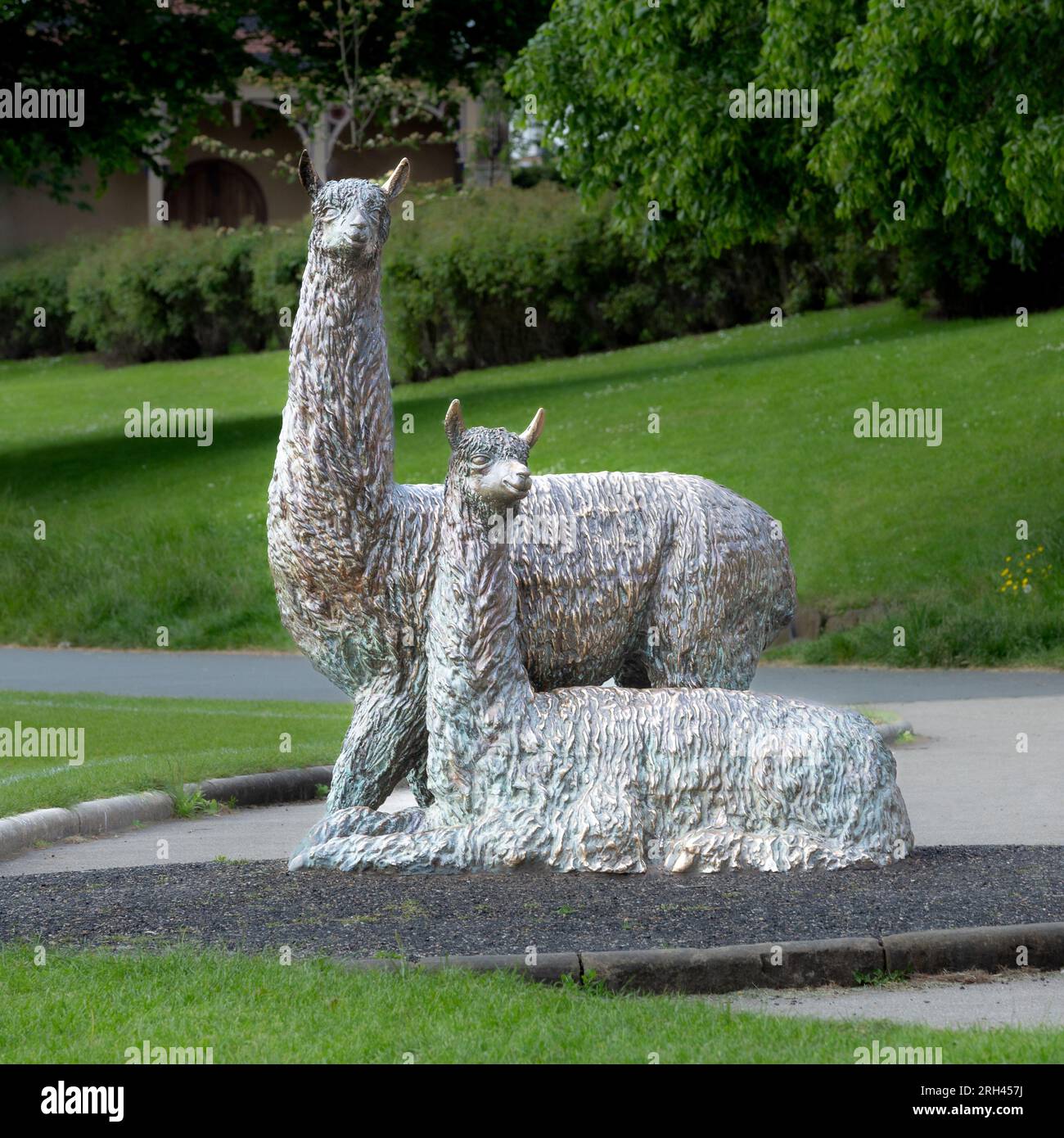 Alpaca statues in Roberts Park, Saltaire, Yorkshire. Llama and alpaca  wool was used in the Yorkshire textile industry. Stock Photo