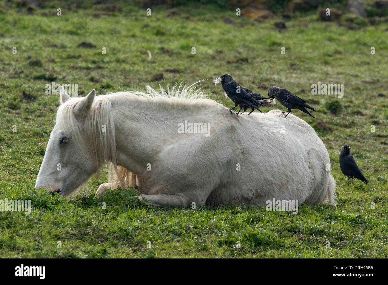 Crows collecting hair off a horse for nest Stock Photo
