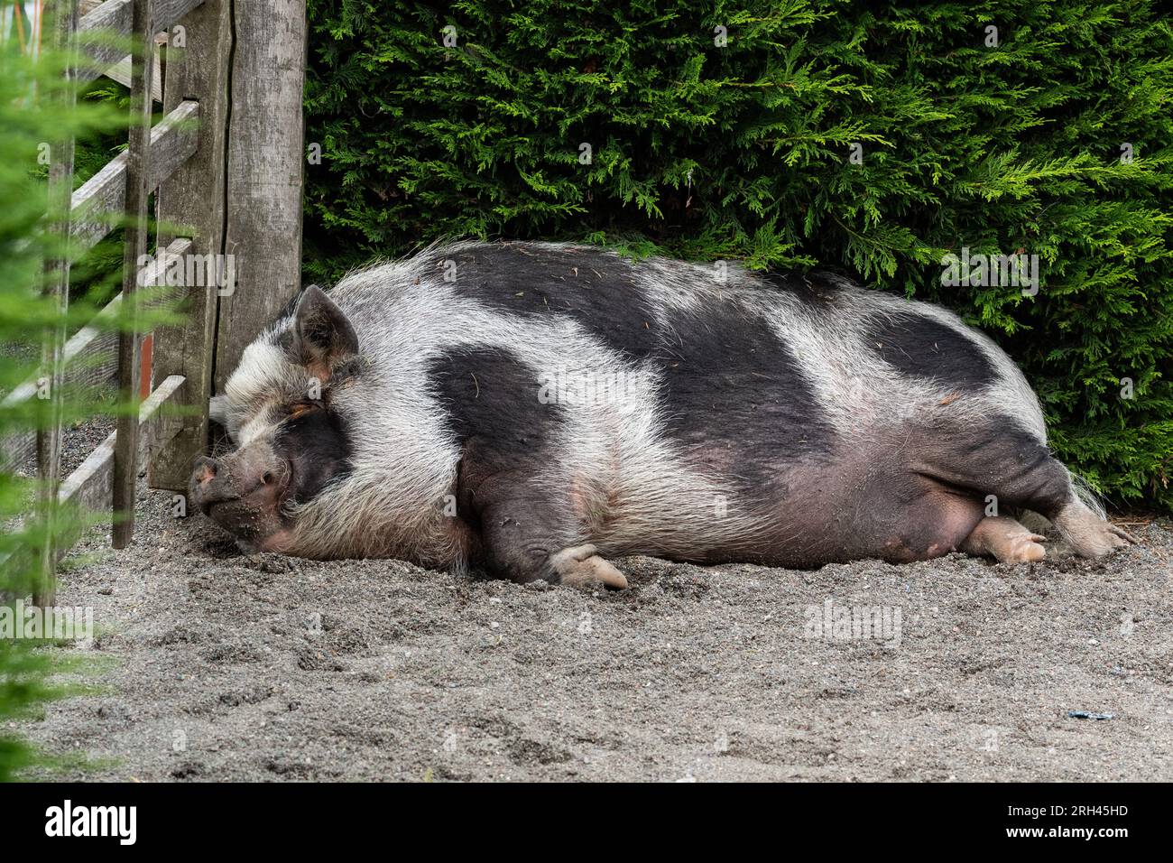 A black and white domestic pig asleep next to a hedge. Stock Photo